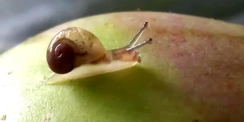 Populaties beschermde slakken gaan achteruit