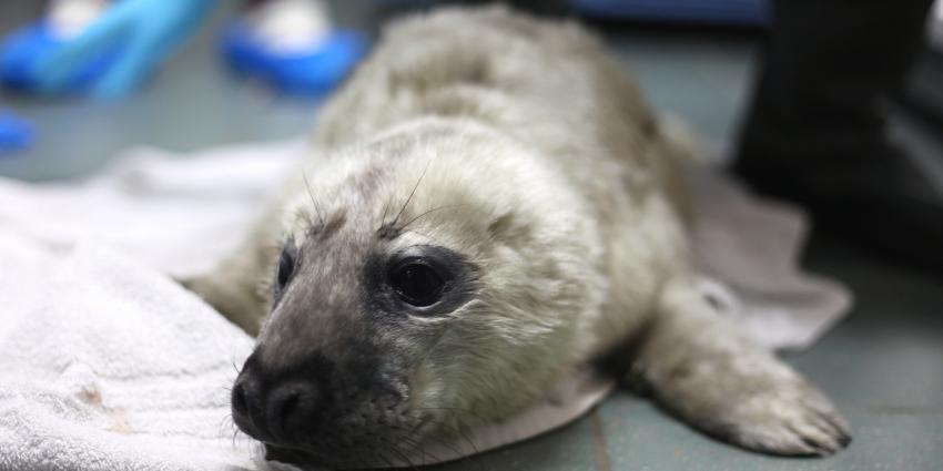 Grijze zeehondenbaby Snelle