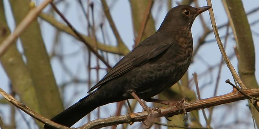 merel-vogel