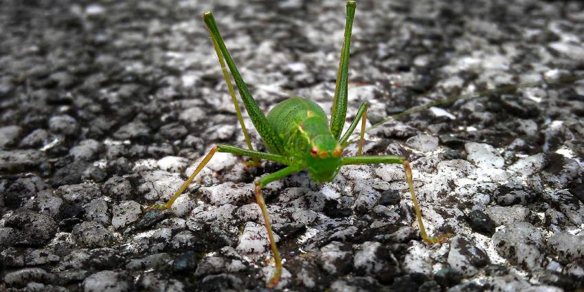 sprinkhaan-kleine-wrattenbijter-tegel