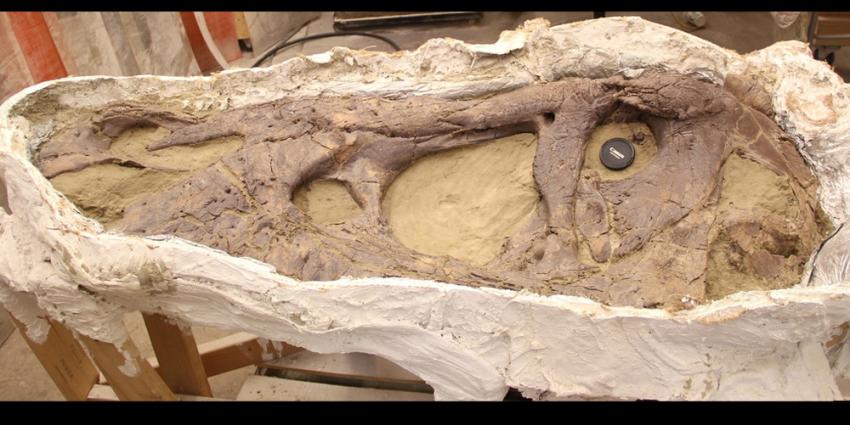 Naturalis:schedel T. rex is 'puntgaaf'