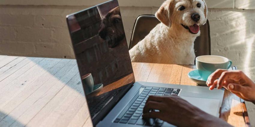 thuiswerken-laptop-hond