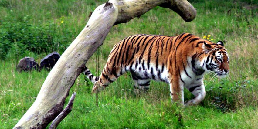 tijger-natuur