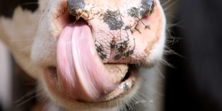 Eiwitmaatregel kabinet gaat ten koste van diergezondheid en productie