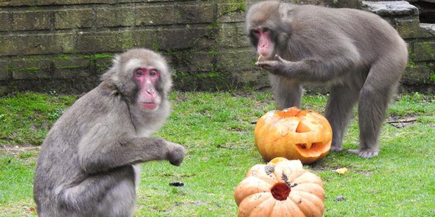 dierenpark, halloween, pompoenen