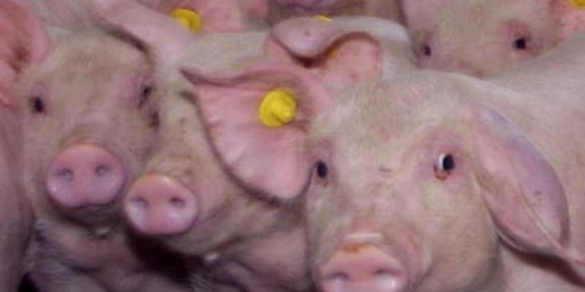 Foto van varkens | Archief EHF