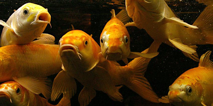 Veenendaler die gracht wilde opfleuren moet 280 goudvissen terugvangen