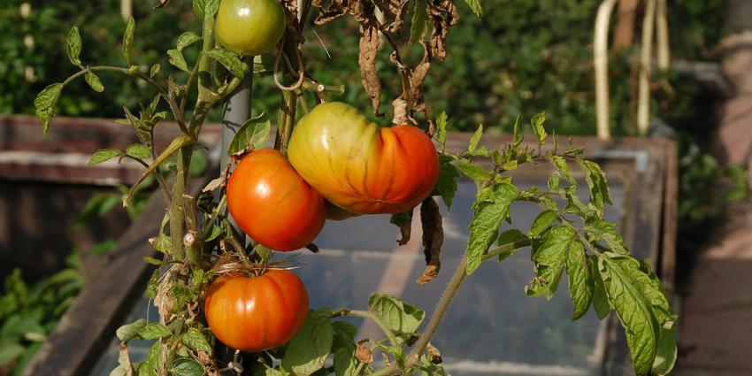 Tomaten in volkstuin