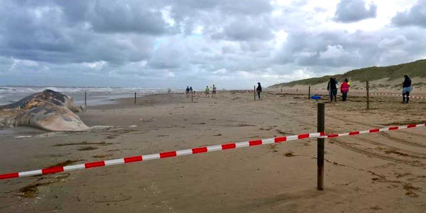 'Stinkende' karkas walvis aangespoeld op Texel
