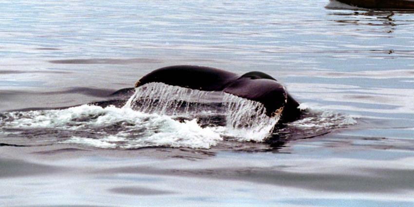 Walvis gespot voor Vlissingse boulevard