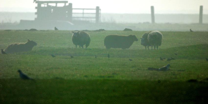 Verwarde man naast auto midden op weiland aangetroffen