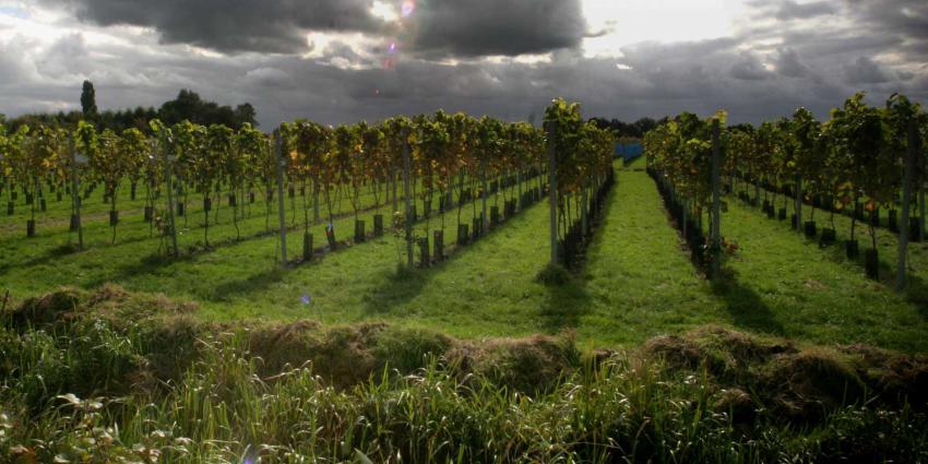 Maasvallei Limburg wijn krijgt BOB-vermelding