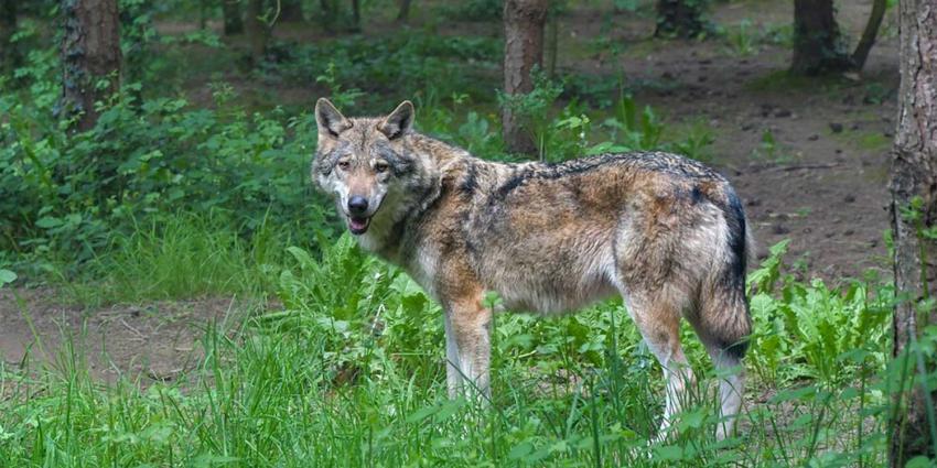 wolf-bos-bomen