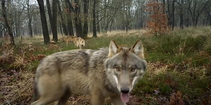 wolven-familie-veluwe