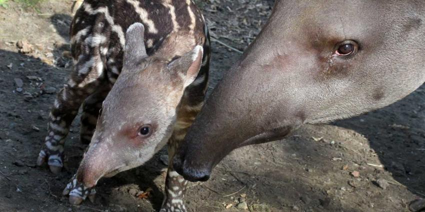 Twee zeldzame tapirs vlak achter elkaar geboren in Artis