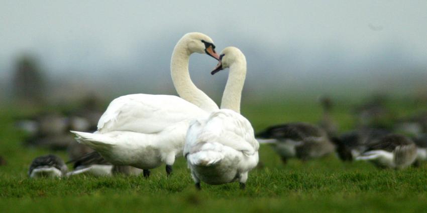 Vogelgriepcontrole op wilde vogels