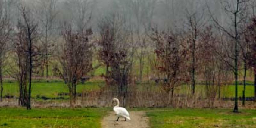 Man gearresteerd voor dumpen asbest in bosperceel