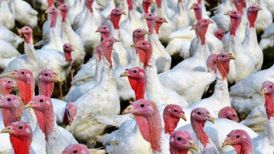 kalkoenen-vogelgriep
