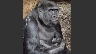 GaiaZOO-Gorilla-jong