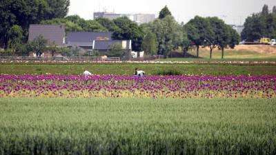 bollenteelt-loonwerkers-arbeiders