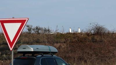 pinguins-rotonde-verkeersbord