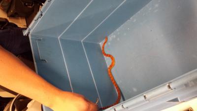 Politie vraagt hulp publiek bij ontsnapte slang Landgraaf