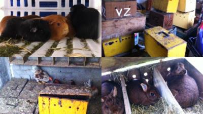 Foto van verwaarloosde cavia's en kippen | LID