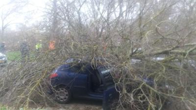 Boom op auto in Groningen