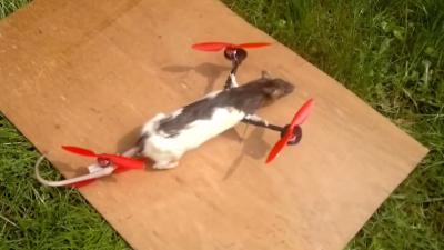Drone gemaakt van dode rat
