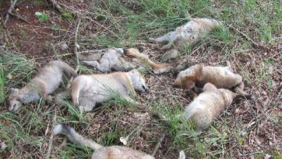 Foto van dode vosjes in Natuurgebied | Politie