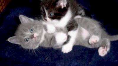 Foto van katjes | Archief FBF.nl