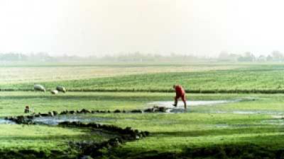 Ontpoldering van Hedwigepolder gaat door
