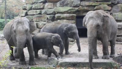 Olifant geboren in Blijdorp