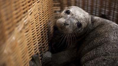 Eerste huiler opgevangen in Zeehondencrèche 