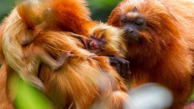 Zeldzame gouden leeuwapentweeling geboren