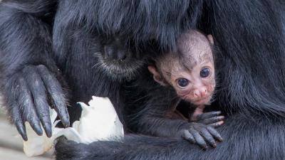 Zeldzame slingeraap geboren in Apenheul