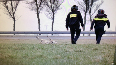 Bemanning politiehelikopter zet schaap weer op vier poten