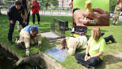 Eendjes gered uit toegang naar waterzuivering