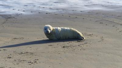 Maak van een witte pup geen huiler