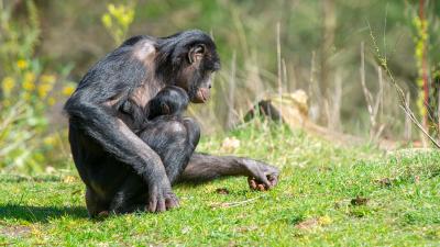 Moeder met baby Bonobo