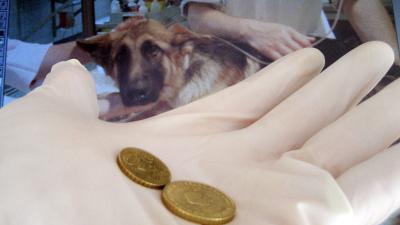 Dierenartsen op de bon voor onthouden zorgplicht