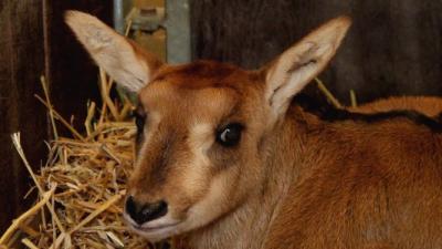 Paarden antilope