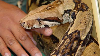 Boa Constrictor uit woning in Duiven ontsnapt