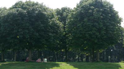 bomen-zomer-zon-schaduw