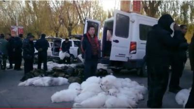 bont voor dieren, famke louise, documentaire, chinese bontindustrie 