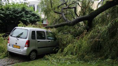 Boom valt op drie geparkeerde voertuigen in Rotterdam