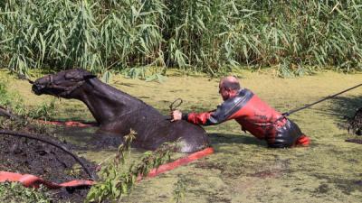  Brandweer redt paard uit de sloot
