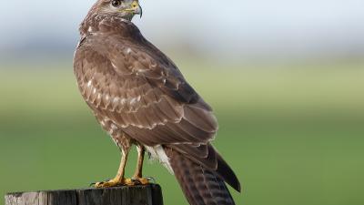 Agressieve buizerd Burdaard in Friese Burdaard