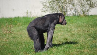 chimpansee