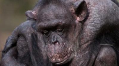 Oudste chimpansee (59) van Nederland overleden 